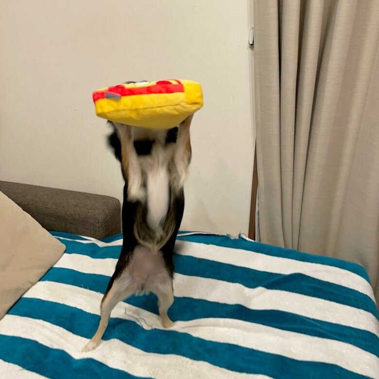 提供：チワワのごまじろーさん