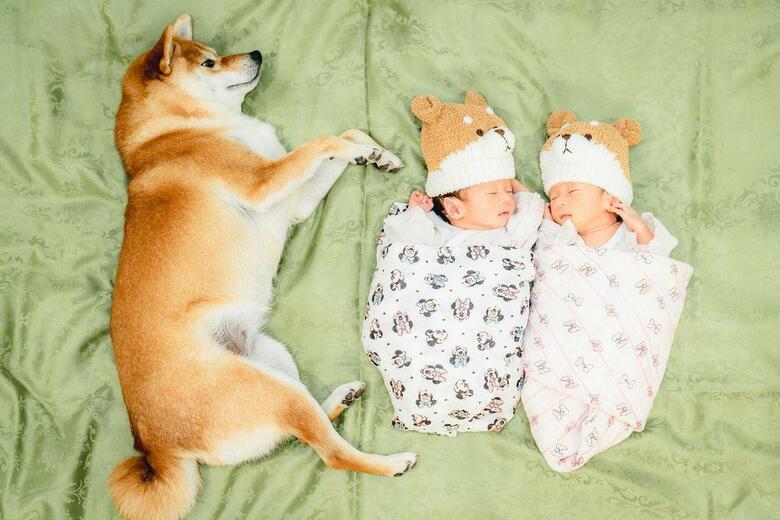 提供：柴犬 むぎさん