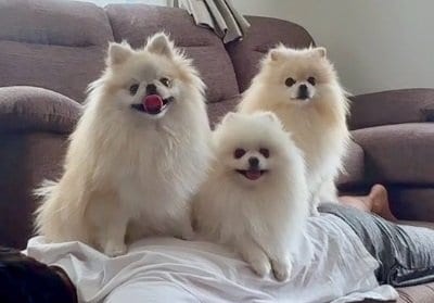 左からクララちゃん・メルちゃん・マリンちゃん。