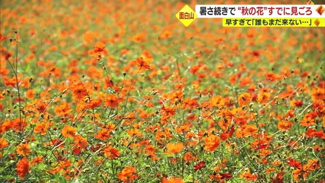 コスモスのじゅうたん