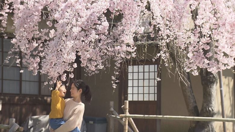 樹齢100年を超え、「奈良の一番桜」として親しまれる枝垂桜