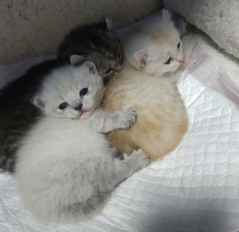 3匹で一緒に眠ることもある