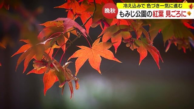 鮮やかに色づいたモミジの葉