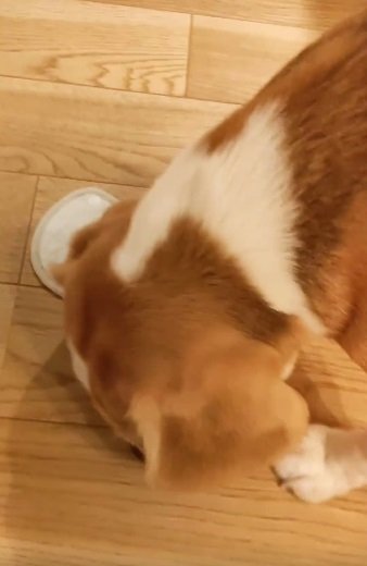 「ガウガウ！」とうなりながらスタイを噛むじゃこちゃん