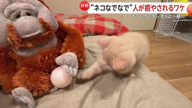 ボール遊びするこまるくん