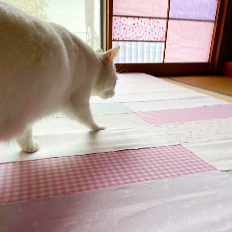 障子の上を歩くちくわちゃん（提供：絵子猫さん）