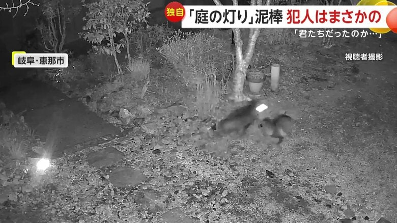 ライトをくわえて駆けていくタヌキ