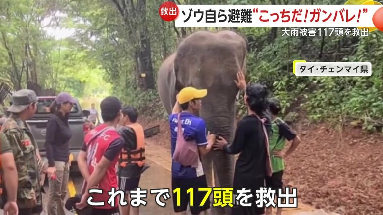これまでに117頭のゾウを救出したという当局