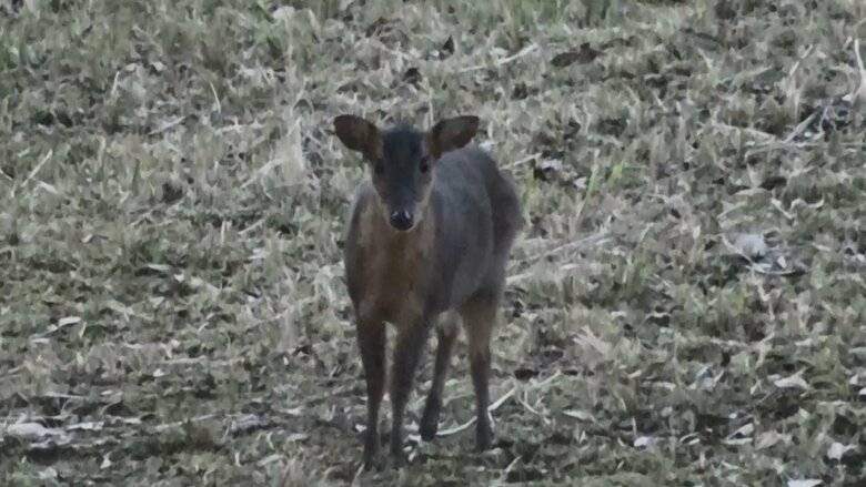 前足を地面にたたきつけるキョン　威嚇のしぐさか