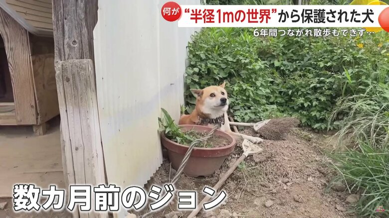 つながれていたジョンの姿（映像提供：あにまるず Animals）