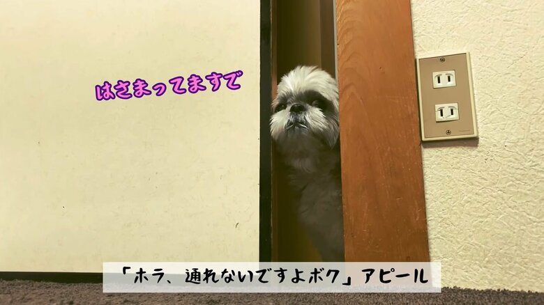 やっぱり通れそうな隙間の前で待つてんぽくん