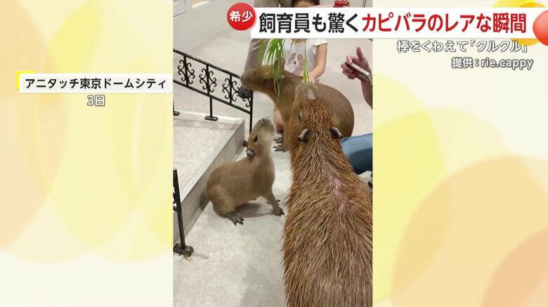 木の棒をかじって歯磨きをしているときに偶然起きたスゴ技