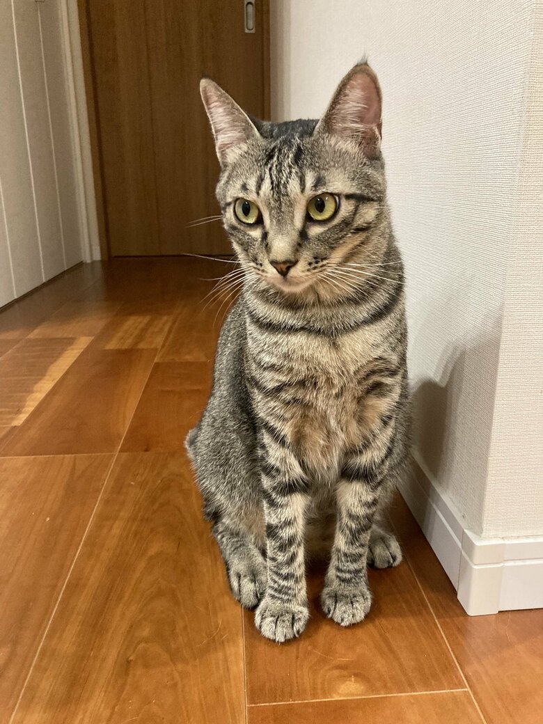 提供：かぎしっぽすず&つむぎさん