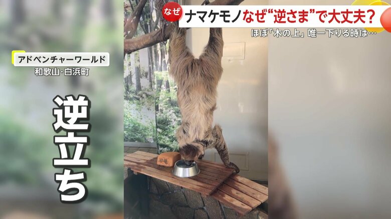 水を飲むナマケモノ（映像提供：アドベンチャーワールド）