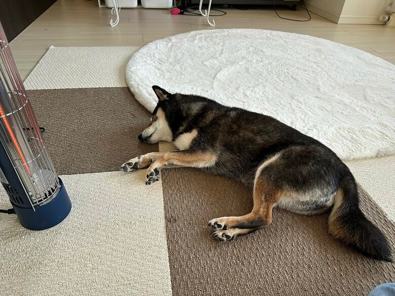 ストーブ前でくつろぐ様子