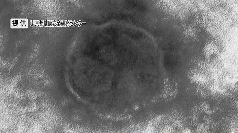 提供：東京都健康安全研究センター