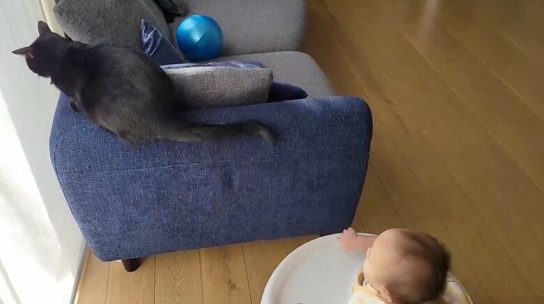 提供：仔猫を拾ったので