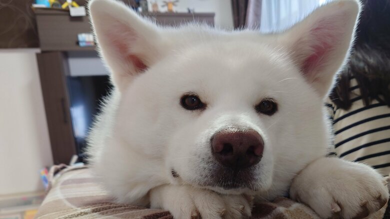 ソファーの上でまったり