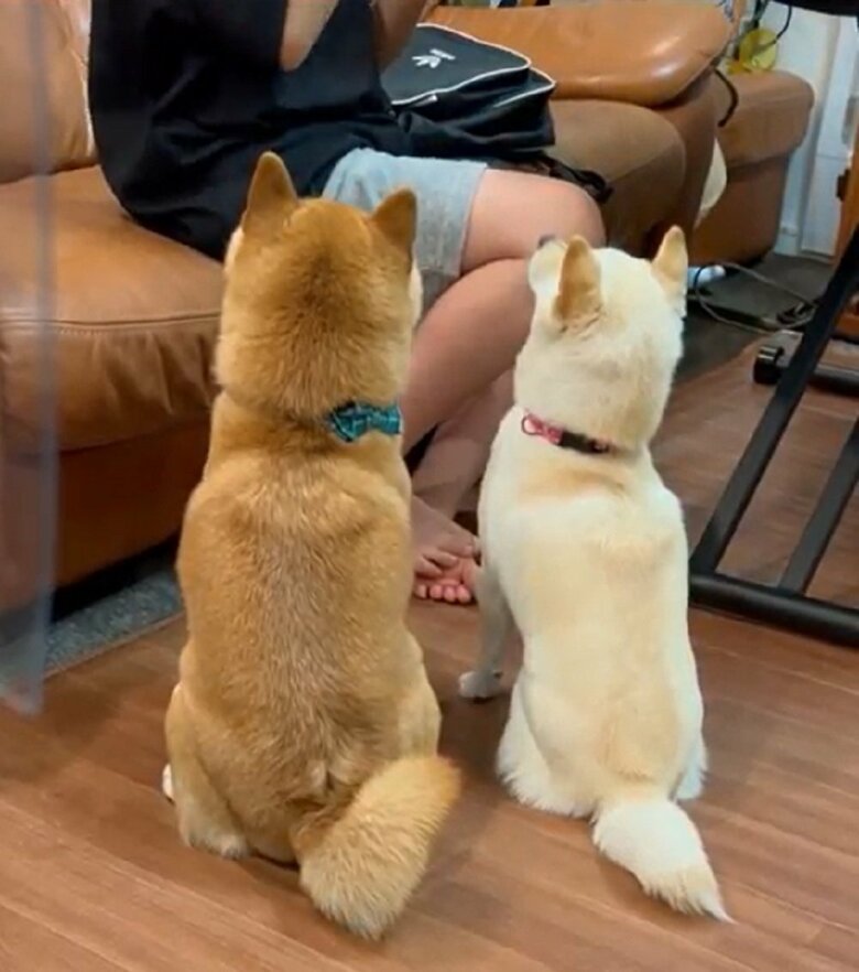 飼い主の息子さんがチーズを食べているのを見つめている夫婦