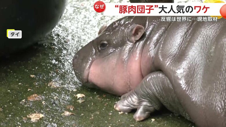 （提供：Khao Kheow Open Zoo）