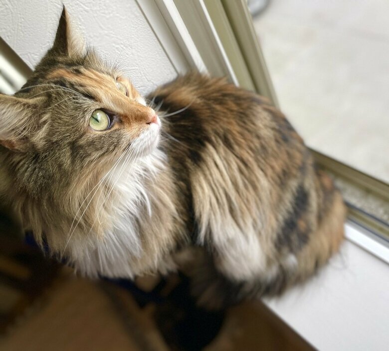 外を眺めるひまりちゃん（提供：つくね＆ひまりさん）