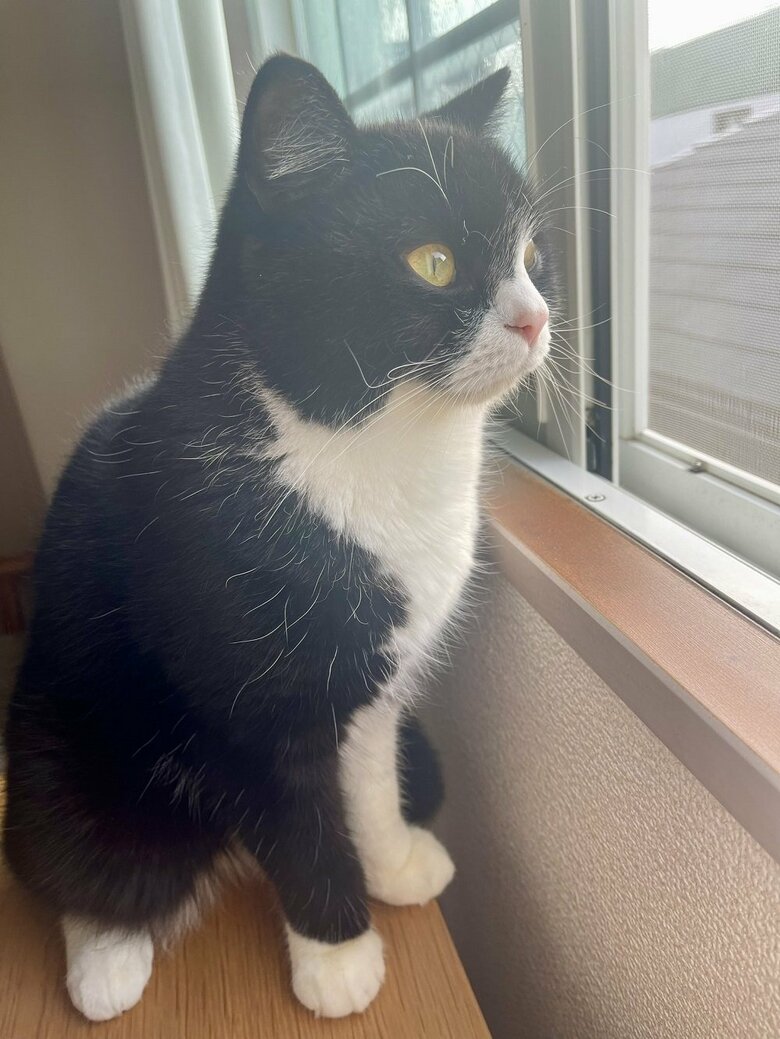 外を眺めている