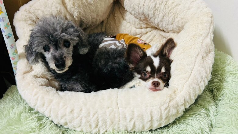 左が先輩犬のふじと君、右がそると君