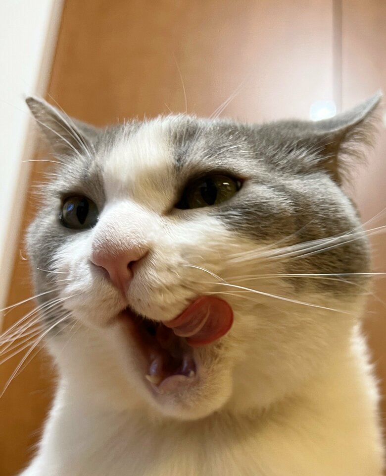 提供：いずもん/まろ様さん