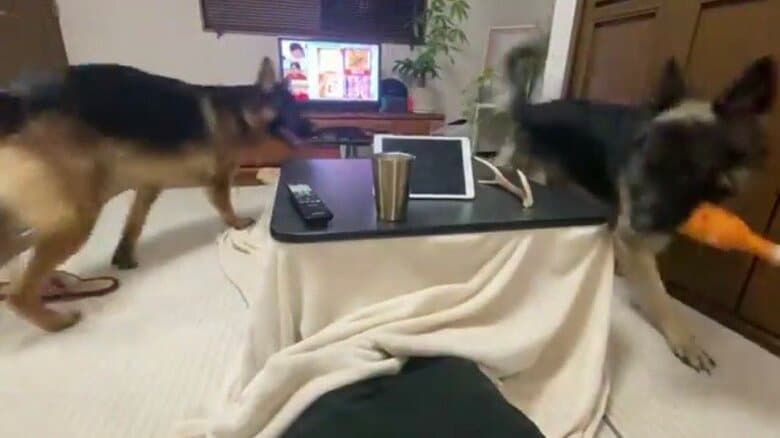 人を飛び越えながら追いかけっこする様子も…