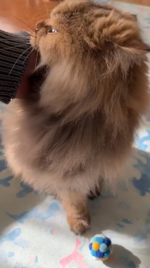 ピークを迎えると噛む（提供：ひなたさん）