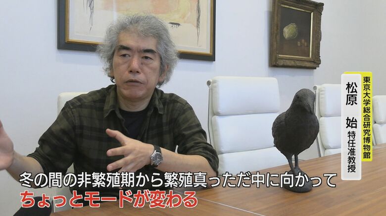 カラスの習性を解説