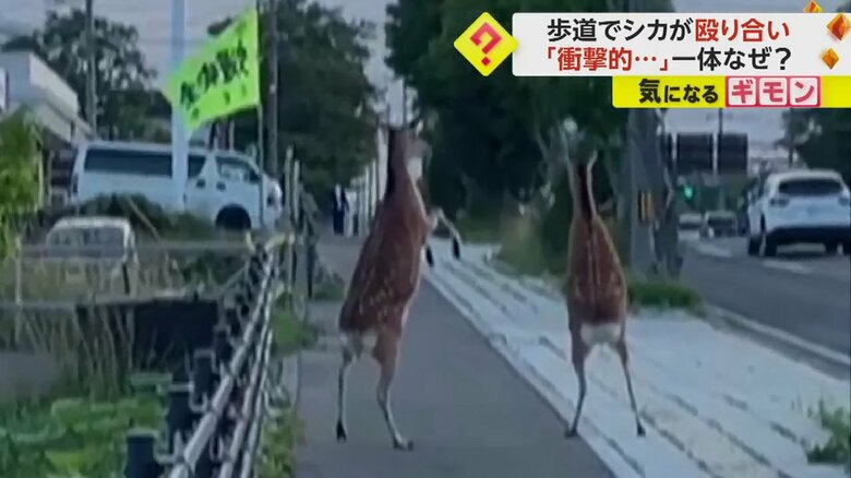 2頭のエゾシカが突然立ち上がる（北海道根室振興局）