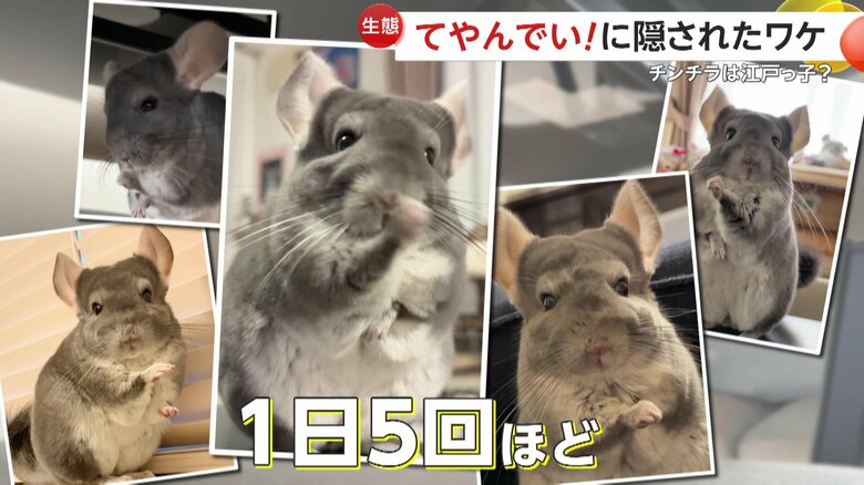 1日5回ほどポーズをキメるいくらちゃん（提供：@kaori_uniikura）