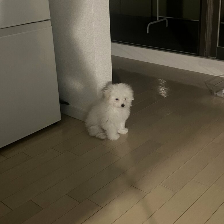 提供：白く、柔らかな犬さん