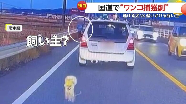 路側帯から走ってきた小さな犬