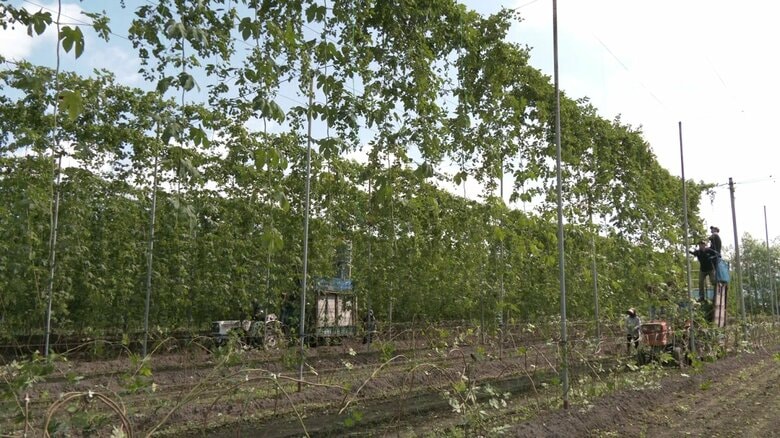 秋田・横手市大雄のホップ畑