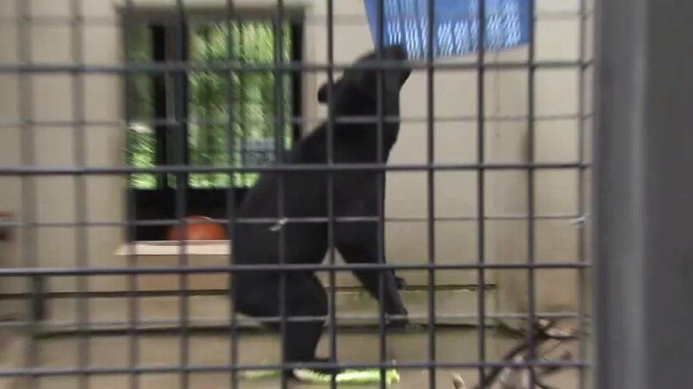 クマ　※イメージ