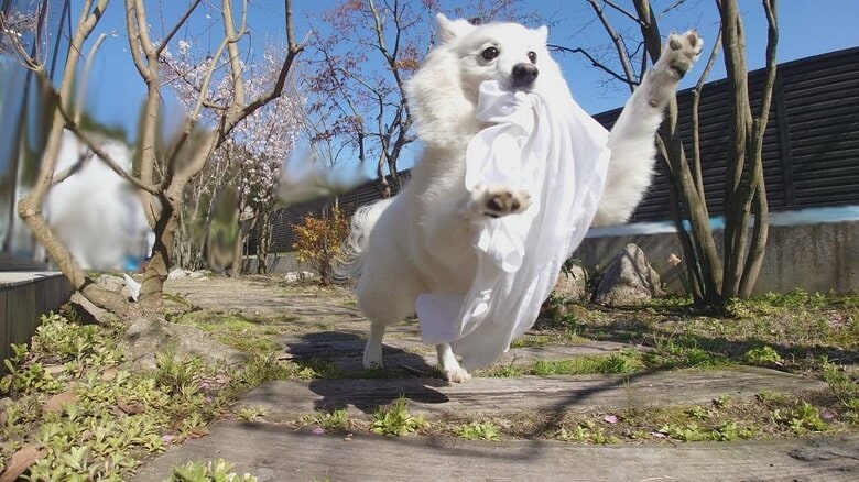 服が大好き　洗濯場から持ってきてイタズラすることも…