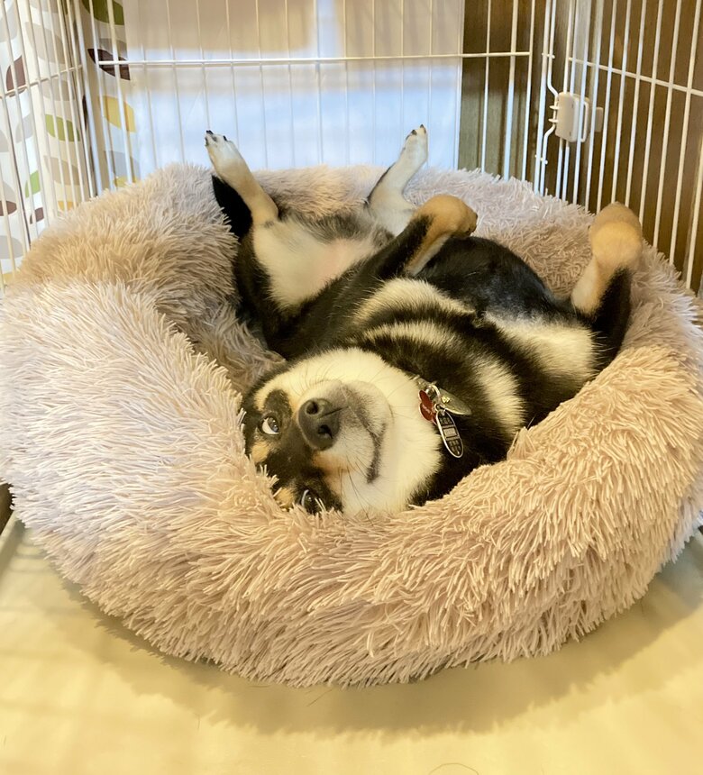 提供：黒柴ぎん@快杜号さん