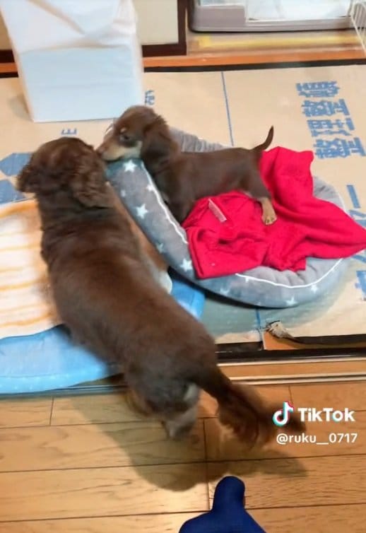 ルクちゃんの乗ったベッドをグイグイ移動させるリアくん