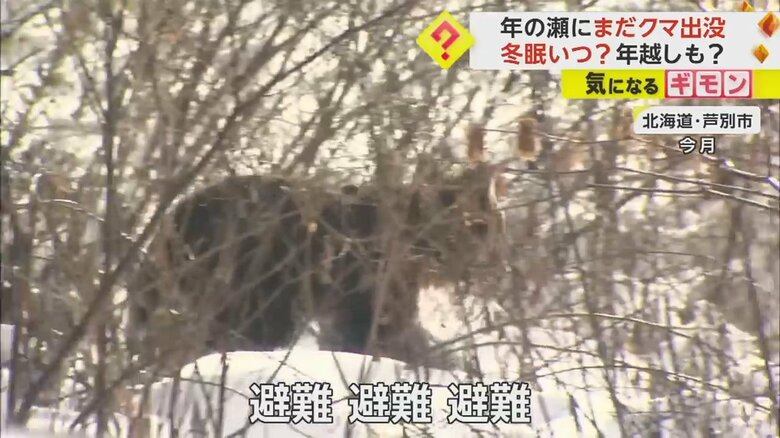 北海道芦別市で出没したクマの映像