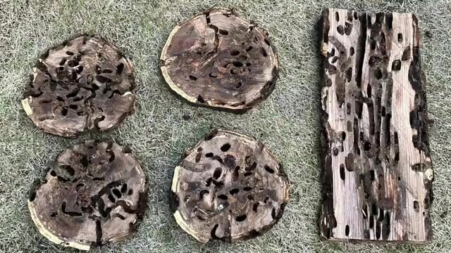 木に大量の卵を産み付け幼虫が木を食い荒らす