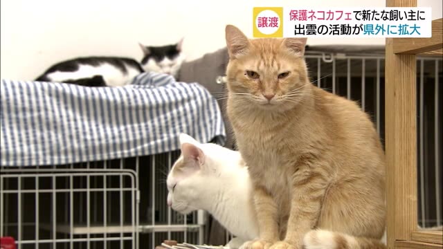 にゃんともびっくりだ!島根の保護猫が広島の猫カフェに… なぜ?