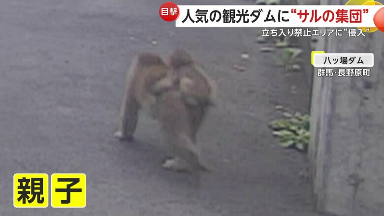 子どもを背に乗せて歩くサル（提供：国土交通省 利根川ダム統合管理事務所）