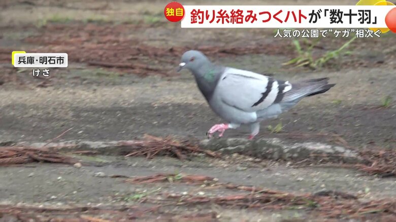 足を引きずって歩くハト