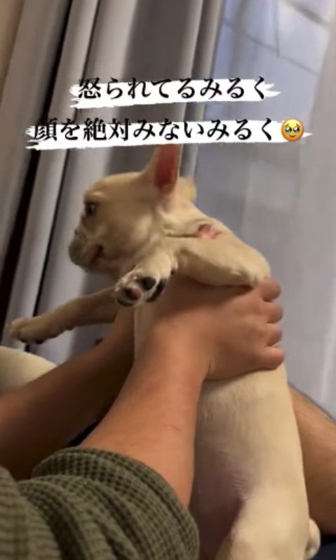 提供：みるくちゃん