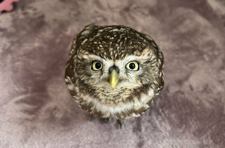 「きゅるりん」と見上げてくる