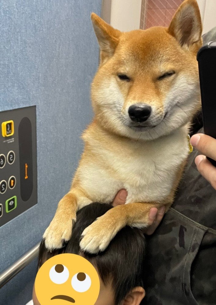 提供：柴犬勇者むぎさん