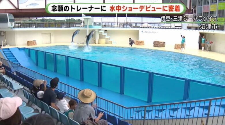 伊豆三津シーパラダイスで人気のイルカやトド、アシカのショー