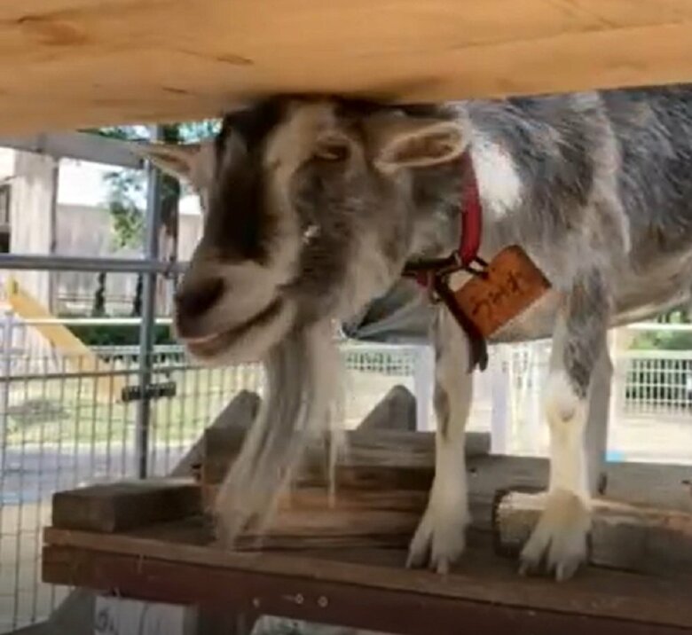 頭がかゆいのか、登れる台などの板に頭をこすりつけるヤギ